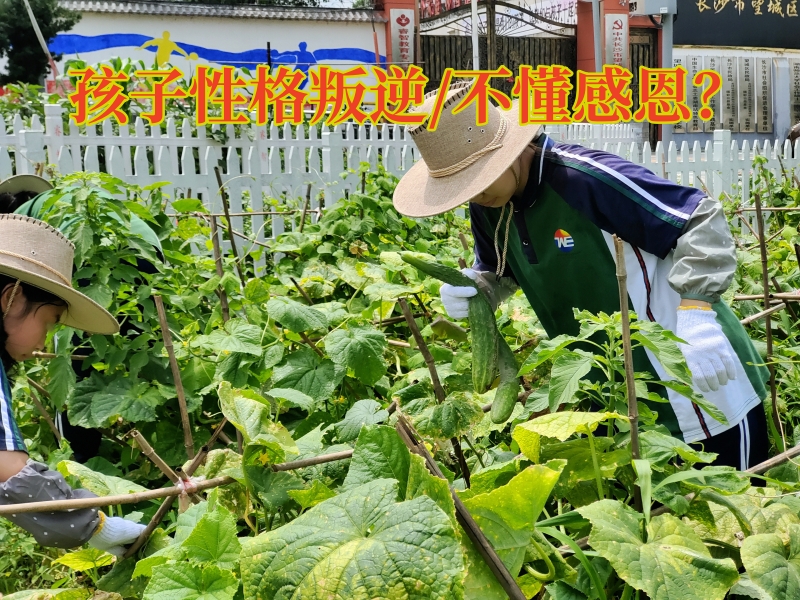 素質(zhì)教育學校,湖南正規(guī)叛逆學校