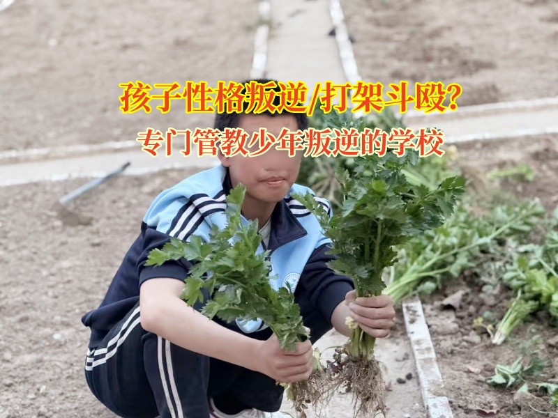 專門管教少年叛逆的學(xué)校闡述孩子打架行為解析